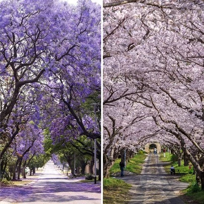 6" Double Sided Lavender Road Canvas Room Divider Purple - Oriental Furniture 3 6" Double Sided Lavender Road Canvas Room Divider Purple - Oriental Furniture - Image 3