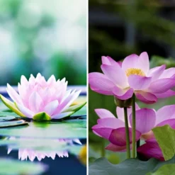 6" Double Sided Lotus Blossom Canvas Room Divider Green - Oriental Furniture -Baxton Studio Shop GUEST 92cfeb14 b8f3 4443 a858 379a7524a2ca